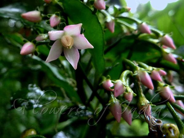 Himalayan Coralberry